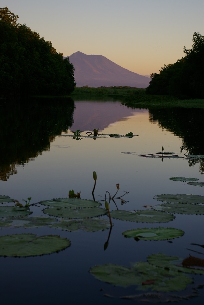 14. The Mangrove in Monterrico