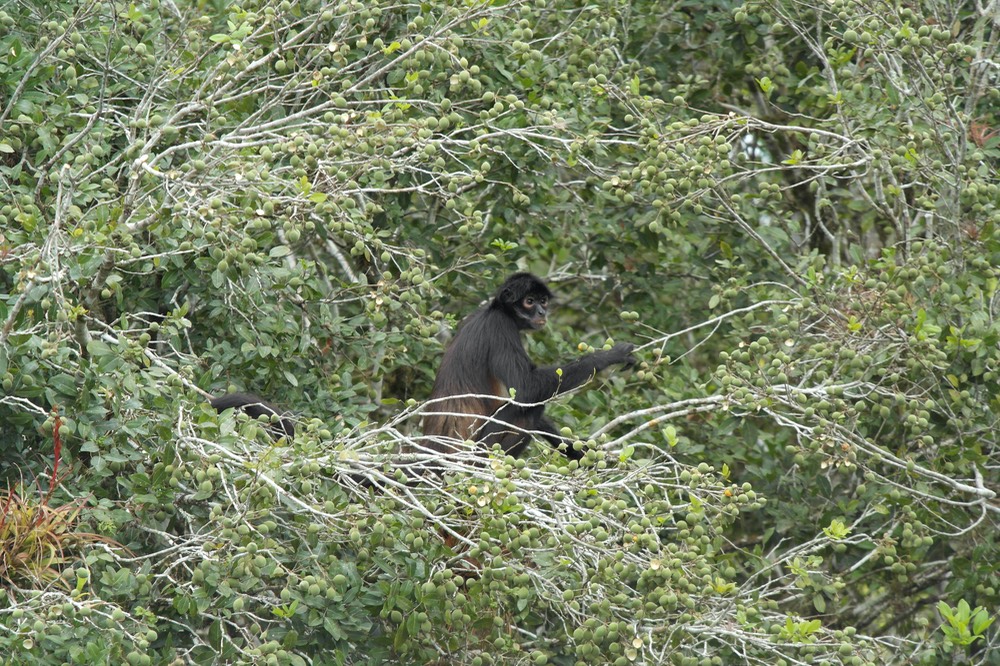 23. Spider Monkey, Tikal