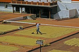 43. Drying of coffee beans